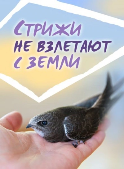 Стрижи не взлетают с земли - Сергей Стахеев Лучшие аудиокниги онлайн слушать бесплатно➝ Без остановки, полными циклами! ☆Более 100000 новых книг☆ ➝ Присоединяйтесь ✔️ audioknigi-onlain.com